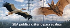 impacto ambiental en aves y quirópteros